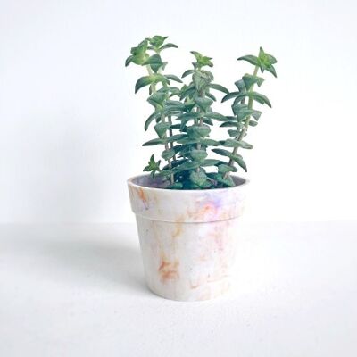 Recycled plastic flowerpot | Lewisia