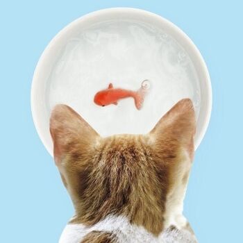 Bol pour chat poisson rouge 1