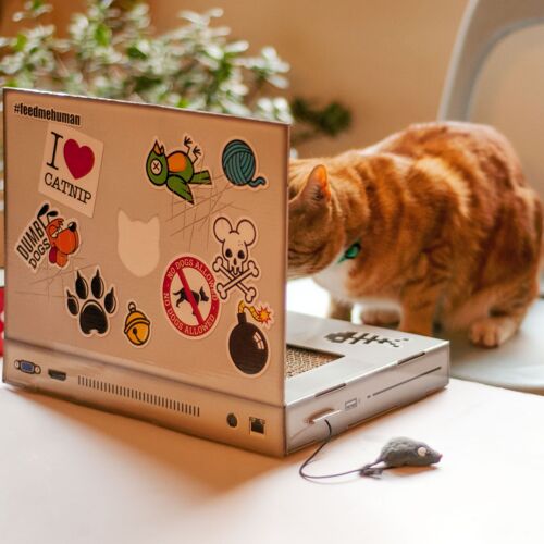 Cat Scratch Laptop