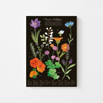 Affiche pour enfants sur les plantes mellifères 2