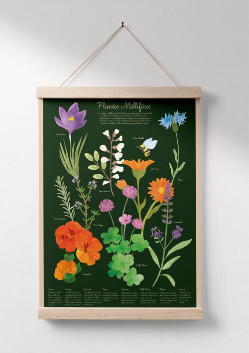 Affiche pour enfants sur les plantes mellifères