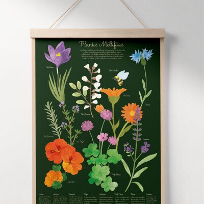 Affiche pour enfants sur les plantes mellifères