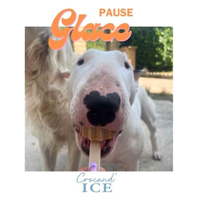 Glace pour chien CAROTTE MANDARINE