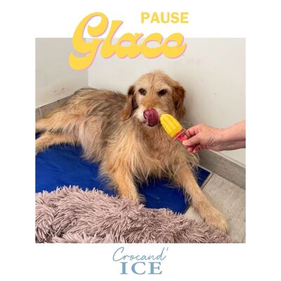 Dog Ice Cream - Pineapple Coconut