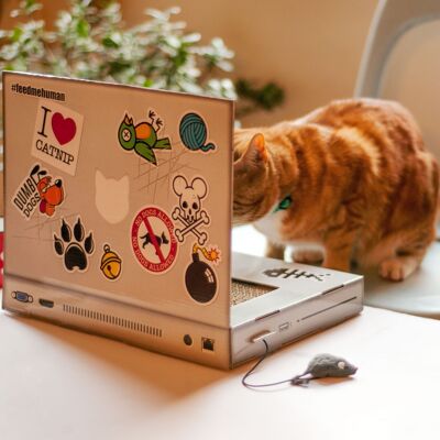 Cat Scratch Laptop