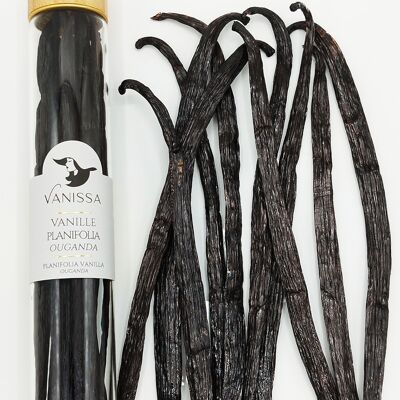 Uganda Planifolia Vanilla Beans