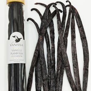 Gousses de Vanille d'Ouganda Planifolia