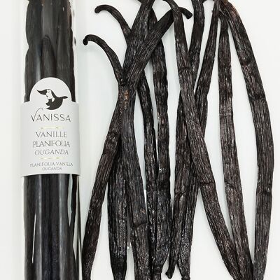 Gousses de Vanille d'Ouganda Planifolia