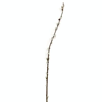 Pussy Willow Stem