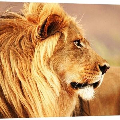 Image photographique, impression sur toile : Lion, Namibie