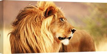 Image photographique, impression sur toile : Lion, Namibie 1