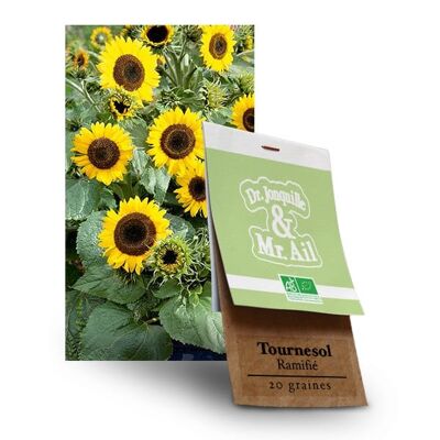 Tournesol ramifié