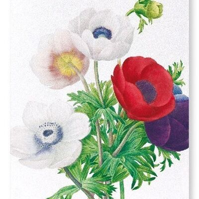 ANEMONE (DETTAGLIO): Stampa artistica