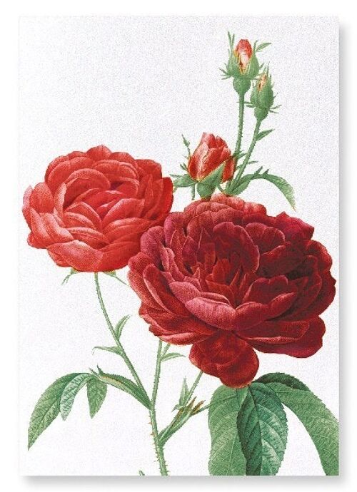 DARK RED GALLICA ROSES (DETAIL): Art Print