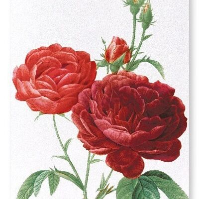 DARK RED GALLICA ROSES (DETAIL): Art Print