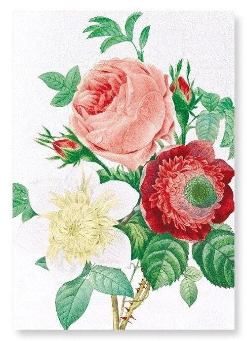 CLEMATIS & PINK ROSE (DETAIL): Art Print