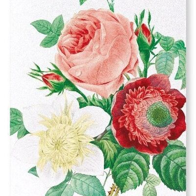 CLEMATIS & PINK ROSE (DETAIL): Art Print