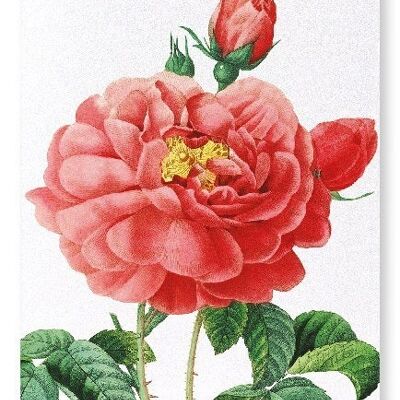 ROSA GALLICA (DETALLE): Lámina artística