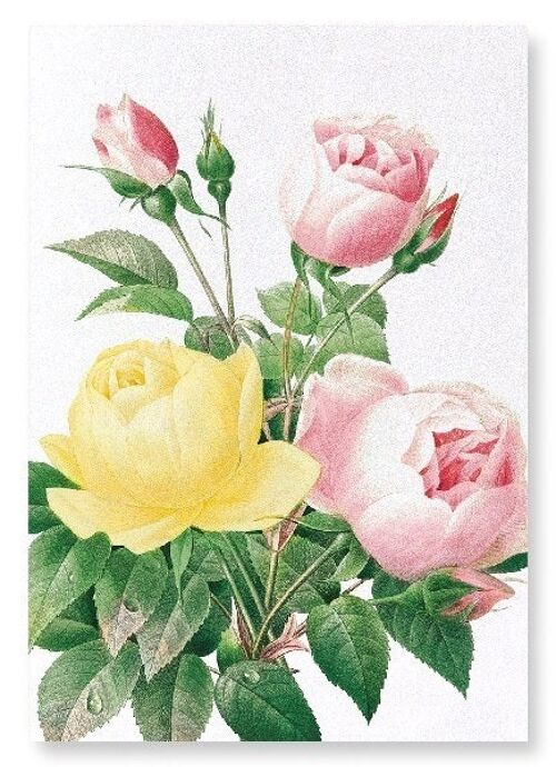 YELLOW AND PINK ROSE (DETAIL): Art Print