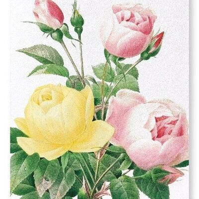 YELLOW AND PINK ROSE (DETAIL): Art Print