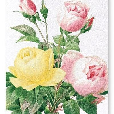 GELBE UND ROSA ROSE (DETAIL): Kunstdruck