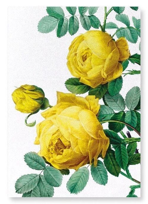 YELLOW ROSES (DETAIL): Art Print