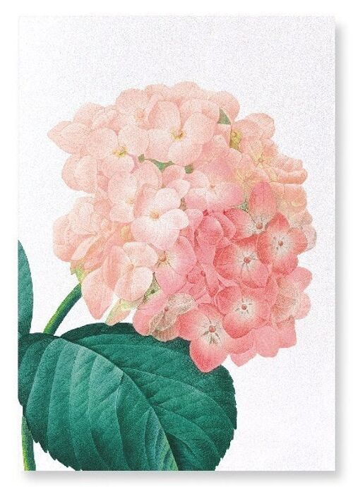 HORTENSIA (DETAIL): Art Print