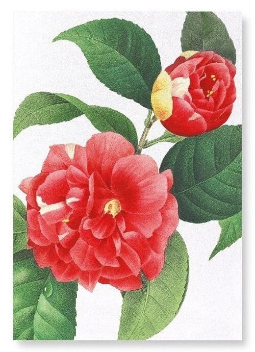 JAPANESE CAMELLIA (DETAIL): NO.1 Art Print