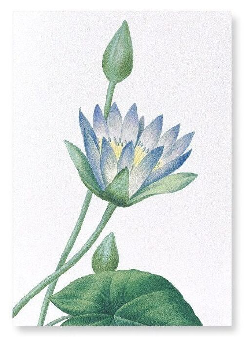 BLUE LOTUS (DETAIL): Art Print