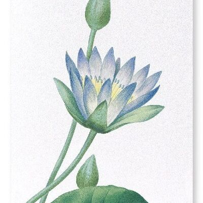 BLUE LOTUS (DETAIL): Art Print