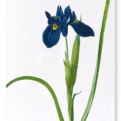 IRIS LISYRINCHIUM (DETALLE): Lámina artística