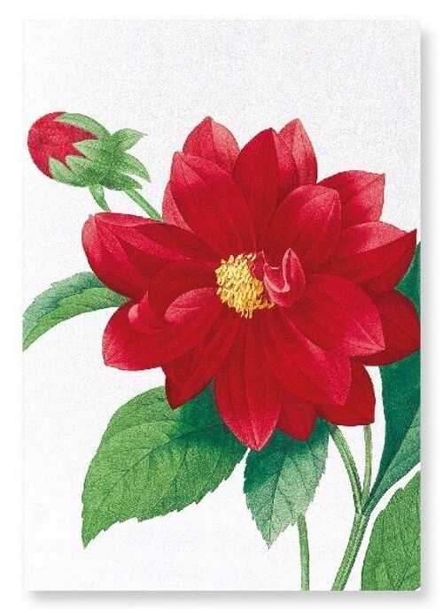 DAHLIA DOUBLE (DETAIL): Art Print