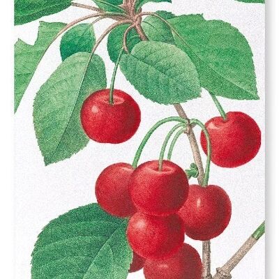 CHERRY (DETAIL): Art Print