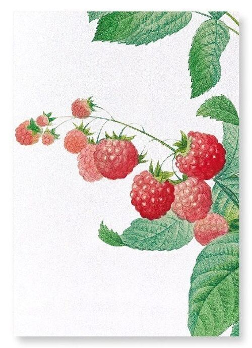 RASPBERRY (DETAIL): Art Print