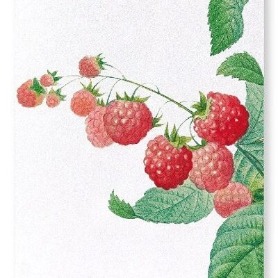 FRAMBOISE (DÉTAIL): Impression artistique