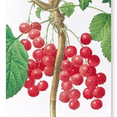 RIBES ROSSO (DETTAGLIO): Stampa artistica