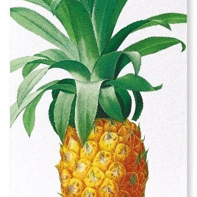 PIÑA (DETALLE): Lámina artística