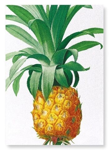 ANANAS (DÉTAIL): Impression artistique 1