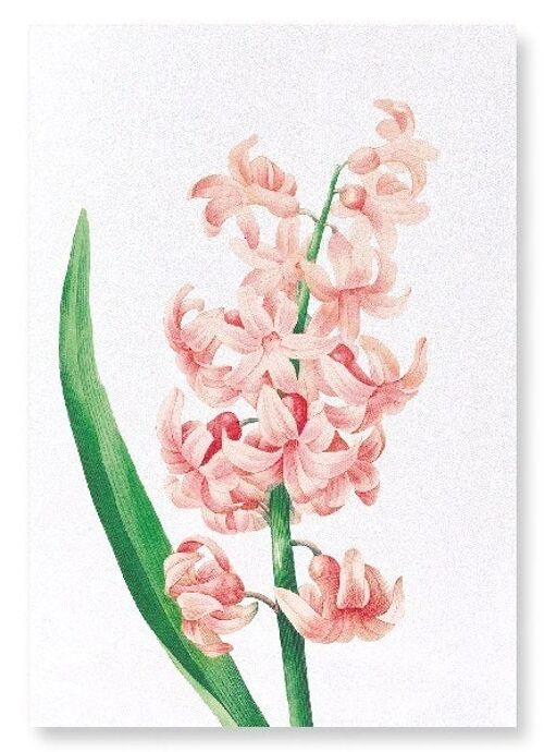 ORIENTAL HYACINTH (DETAIL): Art Print