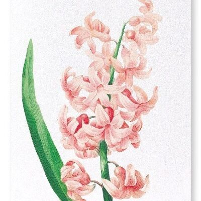 ORIENTAL HYACINTH (DETAIL): Art Print