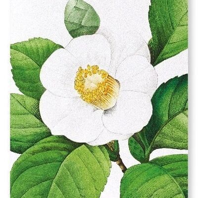 CAMELLIA JAPONAIS (DÉTAIL): NO.2 Impression artistique