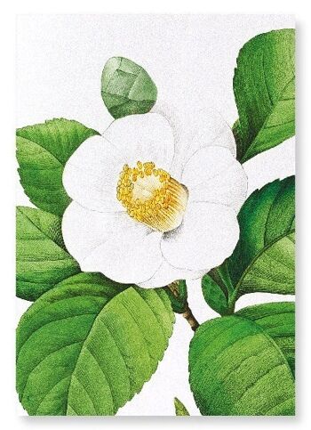 CAMELLIA JAPONAIS (DÉTAIL): NO.2 Impression artistique 1