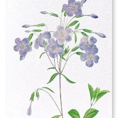 PHLOX (DETALLE): Lámina artística