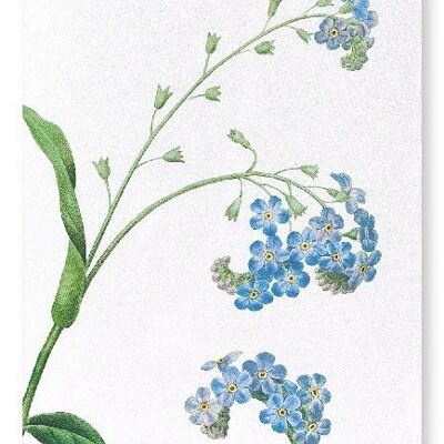 FORGET ME NOT FLOWER (DETAIL): Art Print