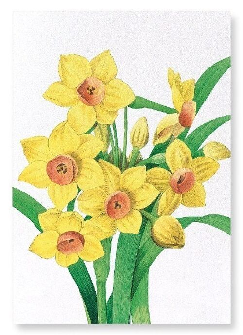 DAFFODIL (DETAIL): Art Print