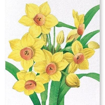 DAFFODIL (DETAIL): Art Print