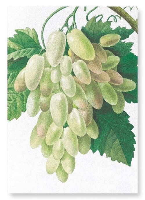 GRAPES AND VINE LEAVES (DETAIL): Art Print