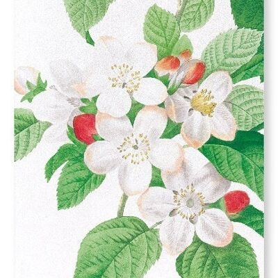 FLORES MALI OF THE APPLE TREE (DETAIL): Art Print