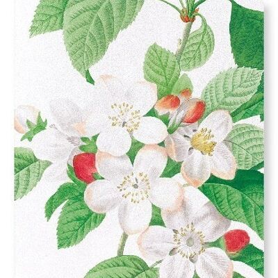 FLORES MALI OF THE APPLE TREE (DETAIL): Art Print