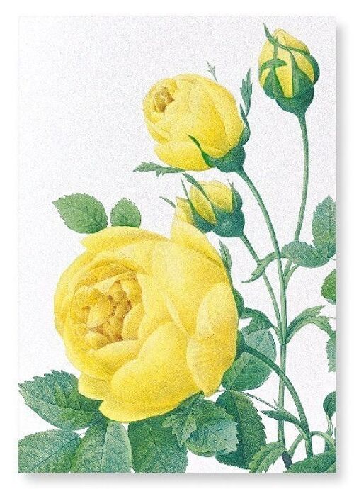 YELLOW ROSE (DETAIL): Art Print